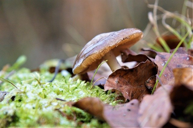 Free download Nature Mushroom Forest -  free photo or picture to be edited with GIMP online image editor