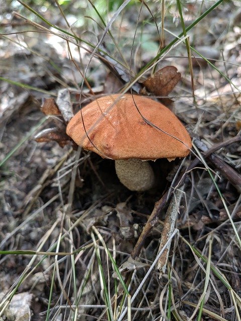 Free download Nature Mushrooms Autumn -  free free photo or picture to be edited with GIMP online image editor