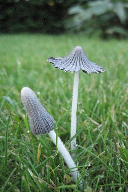 Free download Nature Mushrooms Narrow -  free photo or picture to be edited with GIMP online image editor