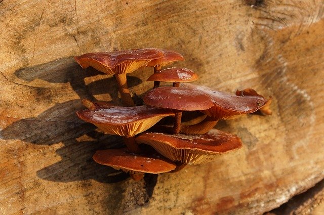 Free download Nature Mushrooms Tree -  free photo or picture to be edited with GIMP online image editor