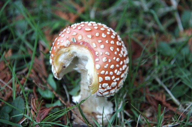 Free download Nature Mushrooms Wild -  free photo or picture to be edited with GIMP online image editor