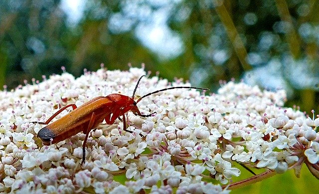 Free download Nature Nectar Insect -  free photo or picture to be edited with GIMP online image editor