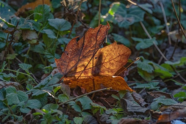 Free download nature outdoors fall leaf free picture to be edited with GIMP free online image editor