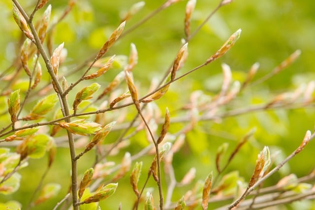 Free download nature outdoors field growth free picture to be edited with GIMP free online image editor