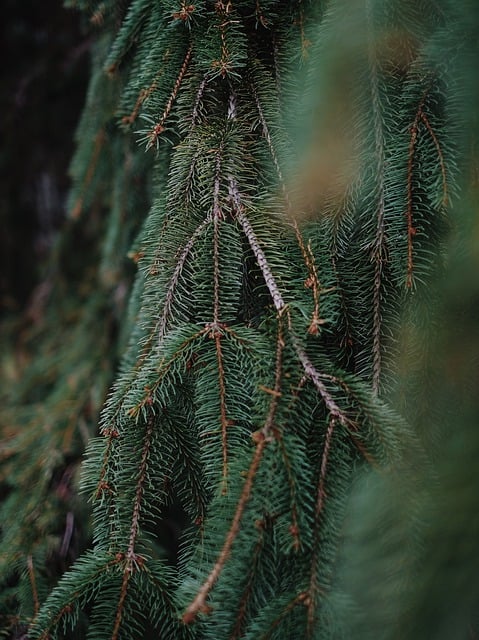 تنزيل مجاني لـ Nature park يترك Green Forest صورة مجانية ليتم تحريرها باستخدام محرر الصور المجاني على الإنترنت GIMP