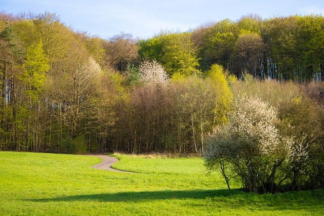 Free download nature path rural trees woods free picture to be edited with GIMP free online image editor