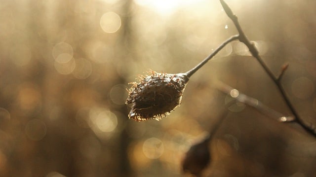 Free download nature photography bokeh trees free picture to be edited with GIMP free online image editor