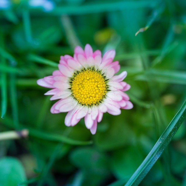 Free download Nature Pink Daisy -  free photo or picture to be edited with GIMP online image editor