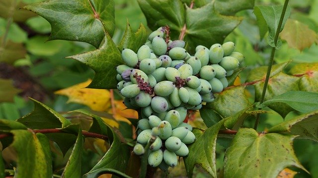 Free download Nature Plant Berries -  free photo or picture to be edited with GIMP online image editor