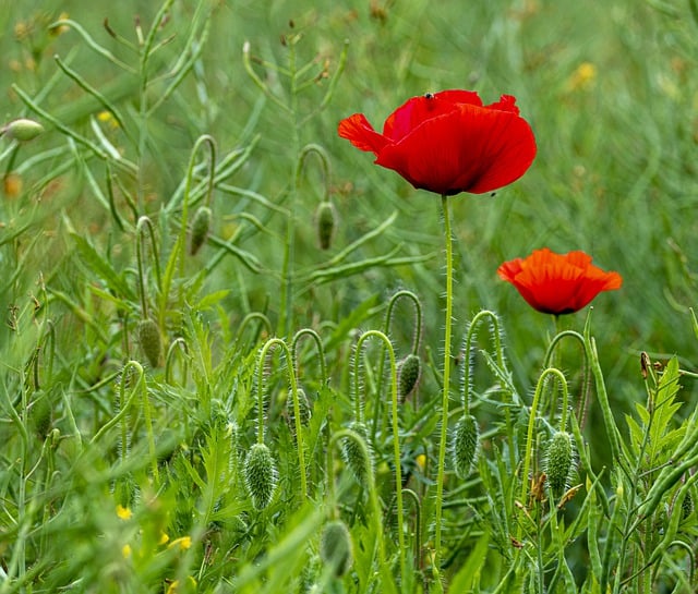 Free download nature plant flower poppy duo bud free picture to be edited with GIMP free online image editor