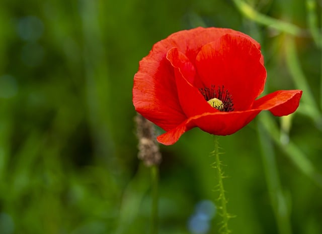 Free download nature plant flower poppy light free picture to be edited with GIMP free online image editor