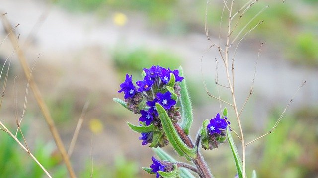 Free download Nature Plants Blue -  free photo or picture to be edited with GIMP online image editor