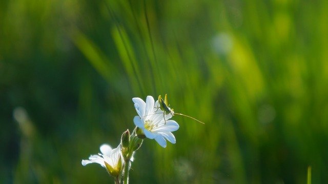 Free download Nature Plants Meadow -  free photo or picture to be edited with GIMP online image editor