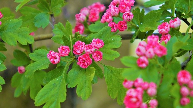 Free download Nature Plants Pink -  free photo or picture to be edited with GIMP online image editor