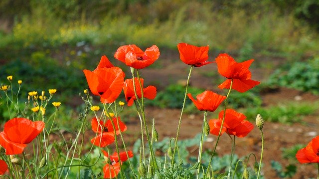 Kostenloser Download Nature Plants Poppies - kostenloses Foto oder Bild zur Bearbeitung mit GIMP Online-Bildbearbeitung