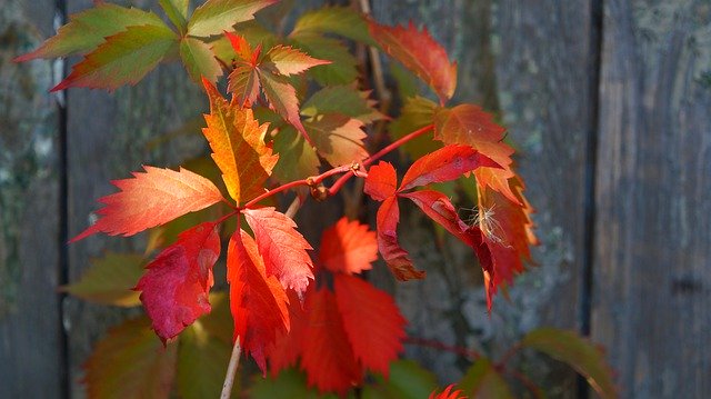 Free download Nature Plants Red -  free photo or picture to be edited with GIMP online image editor