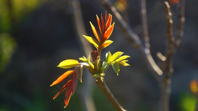 Free download Nature Plants Sprig -  free photo or picture to be edited with GIMP online image editor