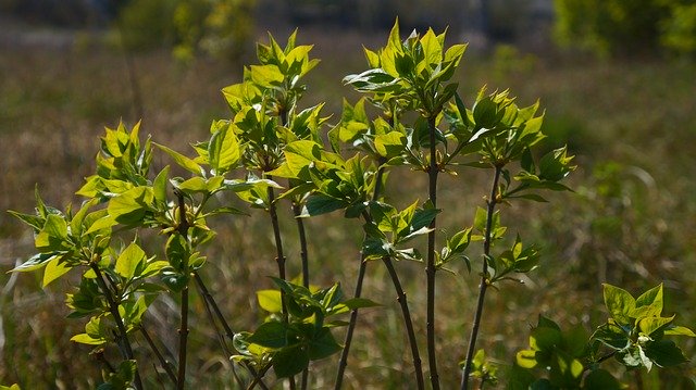 Free download Nature Plants Tree -  free photo or picture to be edited with GIMP online image editor