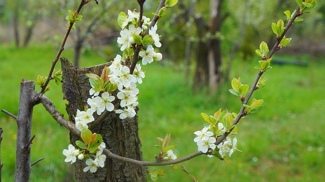 Free download Nature Plants Twigs -  free photo or picture to be edited with GIMP online image editor