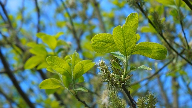 Free download Nature Plants Young -  free photo or picture to be edited with GIMP online image editor