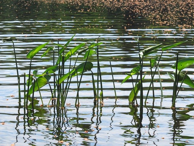 Free download Nature Pond Waterlilies -  free photo or picture to be edited with GIMP online image editor