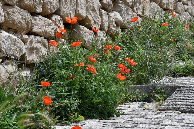 Free download Nature Poppies Poppy -  free photo or picture to be edited with GIMP online image editor