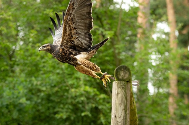 Free download nature raptor buzzard bird animal free picture to be edited with GIMP free online image editor