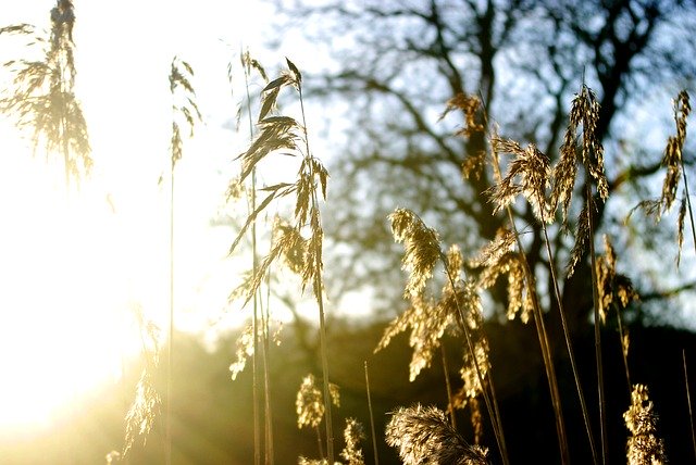 Free download Nature Reeds Plants -  free photo or picture to be edited with GIMP online image editor