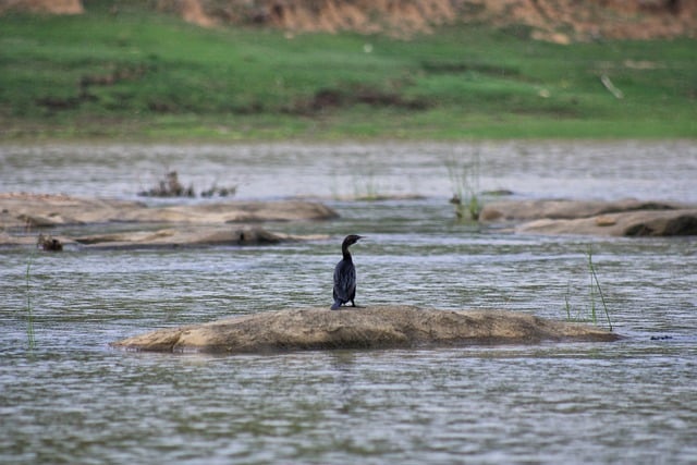 Free download nature river bird aquatic free picture to be edited with GIMP free online image editor