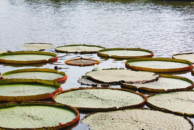 Free download nature river lotus lilypads free picture to be edited with GIMP free online image editor