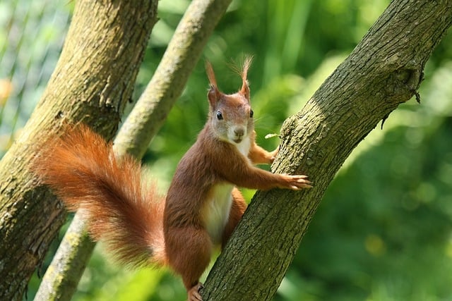 Free download nature rodent squirrel mammal free picture to be edited with GIMP free online image editor