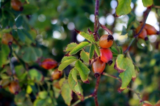 Free download Nature Rose Hip Red -  free photo or picture to be edited with GIMP online image editor