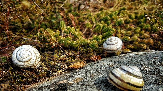 Free download Nature Snail Shell -  free photo or picture to be edited with GIMP online image editor