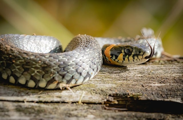 Free download nature snake forest species fauna free picture to be edited with GIMP free online image editor