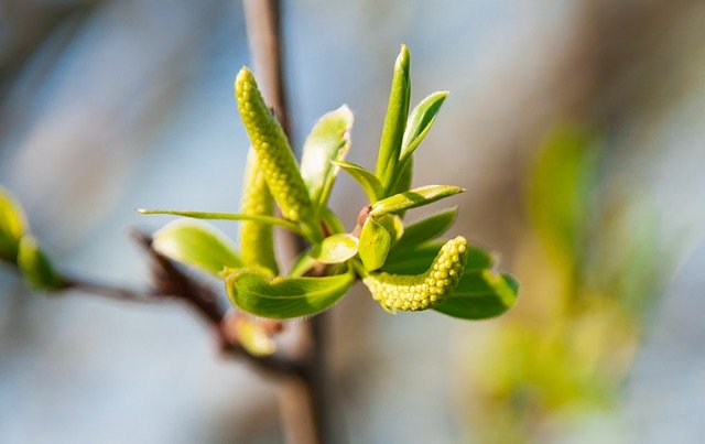 Free download Nature Spring Bud -  free photo or picture to be edited with GIMP online image editor