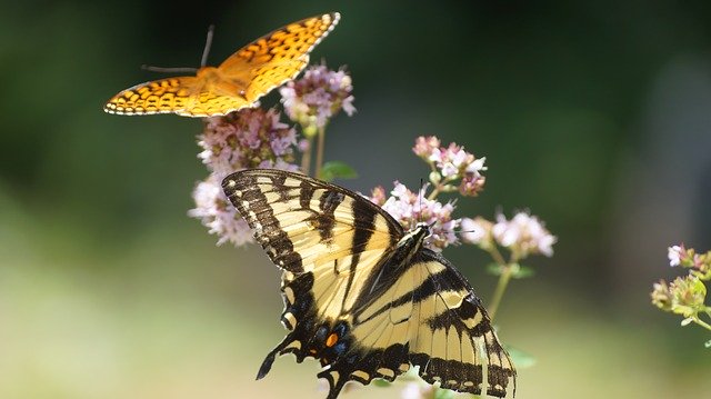 Free download Nature Summer Yellow -  free photo or picture to be edited with GIMP online image editor