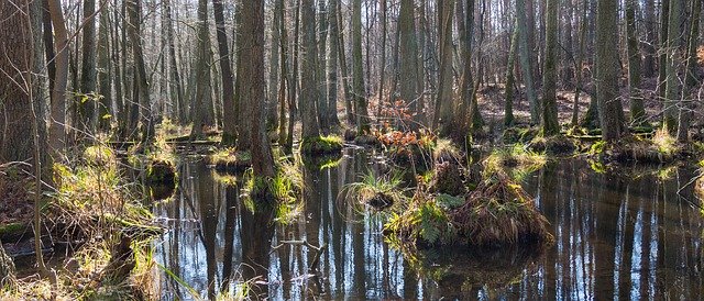 Free download Nature Swamp Landscape -  free photo or picture to be edited with GIMP online image editor