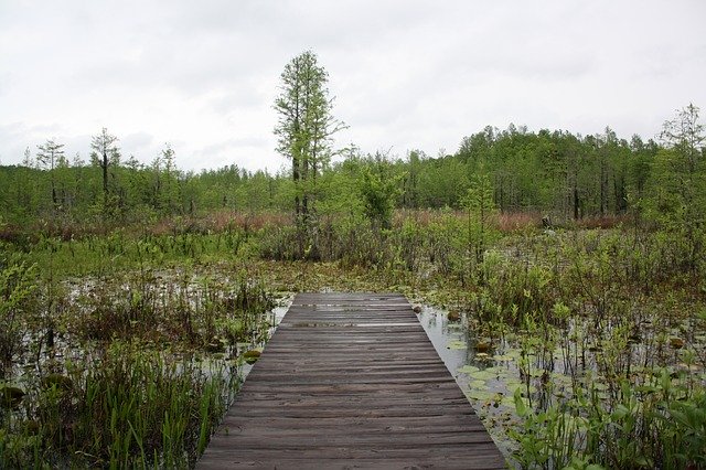 Free download Nature Swamp Peaceful -  free photo or picture to be edited with GIMP online image editor