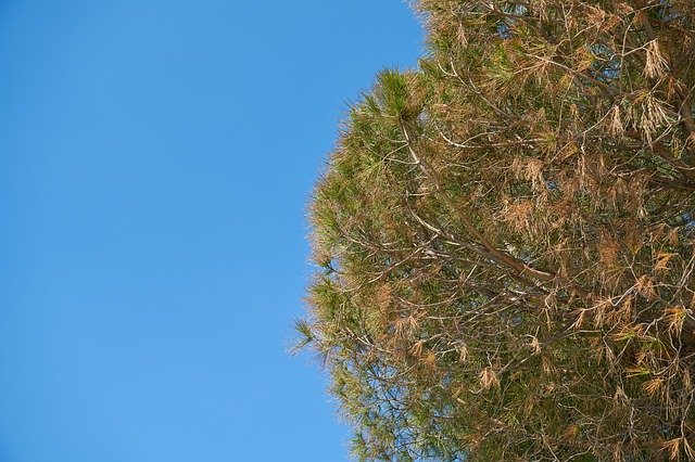 무료 다운로드 Nature Tree Current Season - 무료 사진 또는 GIMP 온라인 이미지 편집기로 편집할 사진