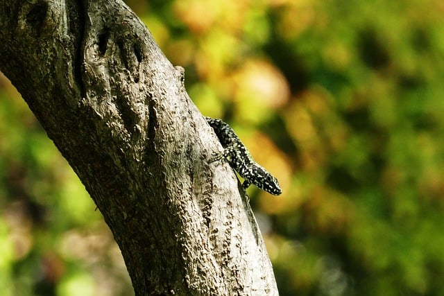 Free download nature tree lizard species reptile free picture to be edited with GIMP free online image editor