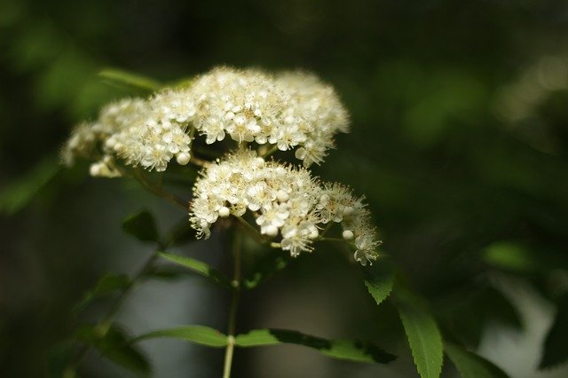 Free download Nature Tree Rowan -  free photo or picture to be edited with GIMP online image editor