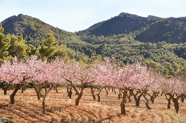 Free download Nature Trees Blossom -  free photo or picture to be edited with GIMP online image editor