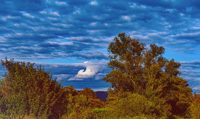 Free download Nature Trees The Sky -  free photo or picture to be edited with GIMP online image editor