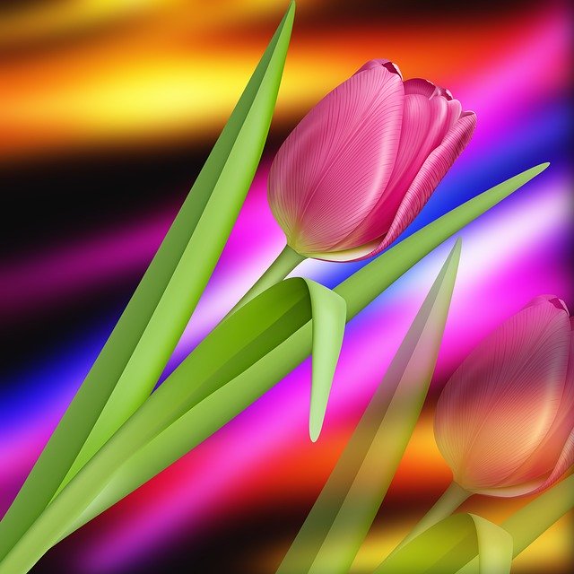 Free download Nature Tulip Colors -  free illustration to be edited with GIMP free online image editor