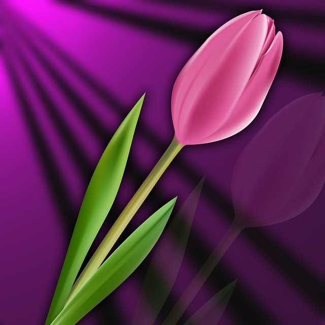 Free download Nature Tulip Flower -  free illustration to be edited with GIMP free online image editor