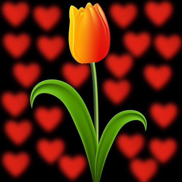 Free download Nature Tulip Plant -  free illustration to be edited with GIMP free online image editor