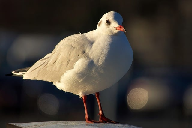 Free download nature wallpaper bird gull free picture to be edited with GIMP free online image editor