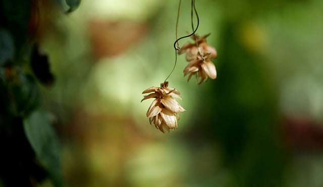 Free download nature wallpaper fall forest macro free picture to be edited with GIMP free online image editor