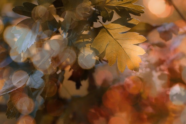 Free download nature wallpaper fall leaves leaf free picture to be edited with GIMP free online image editor