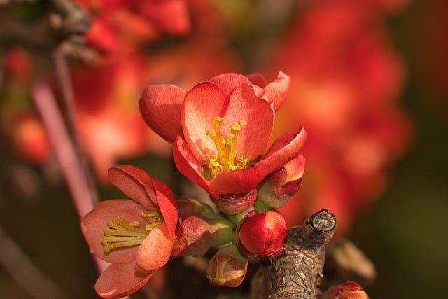 Free download nature wallpaper flower quince free picture to be edited with GIMP free online image editor